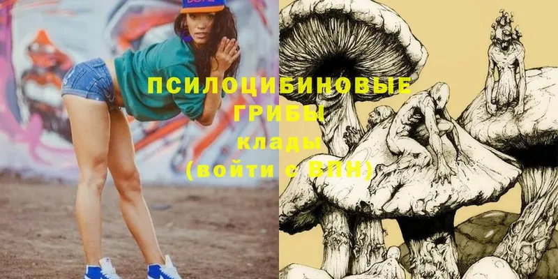 Галлюциногенные грибы Psilocybe  купить   МЕГА рабочий сайт  Новомичуринск 